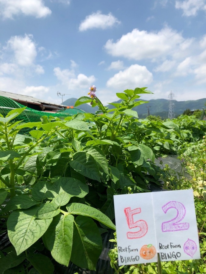 ビンゴ数字発表：5/24（No.36）