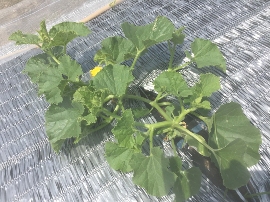 足柄めろんです。もしゃもしゃしてきましたよ。