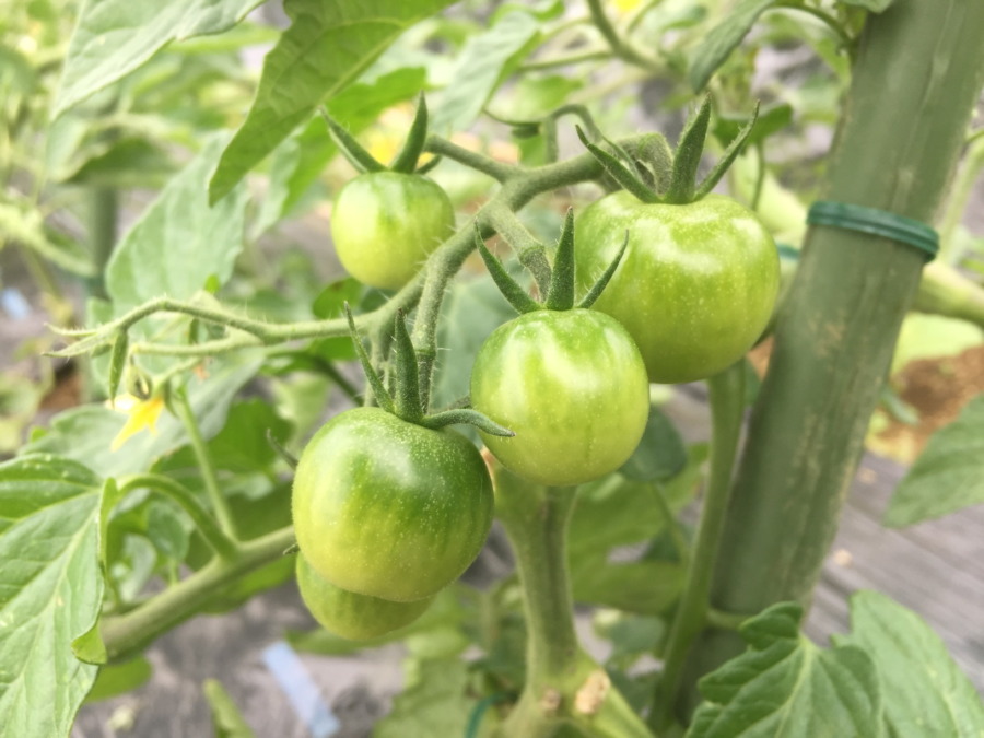 とまとです。ピンポン玉くらいの大きさにまで成長。