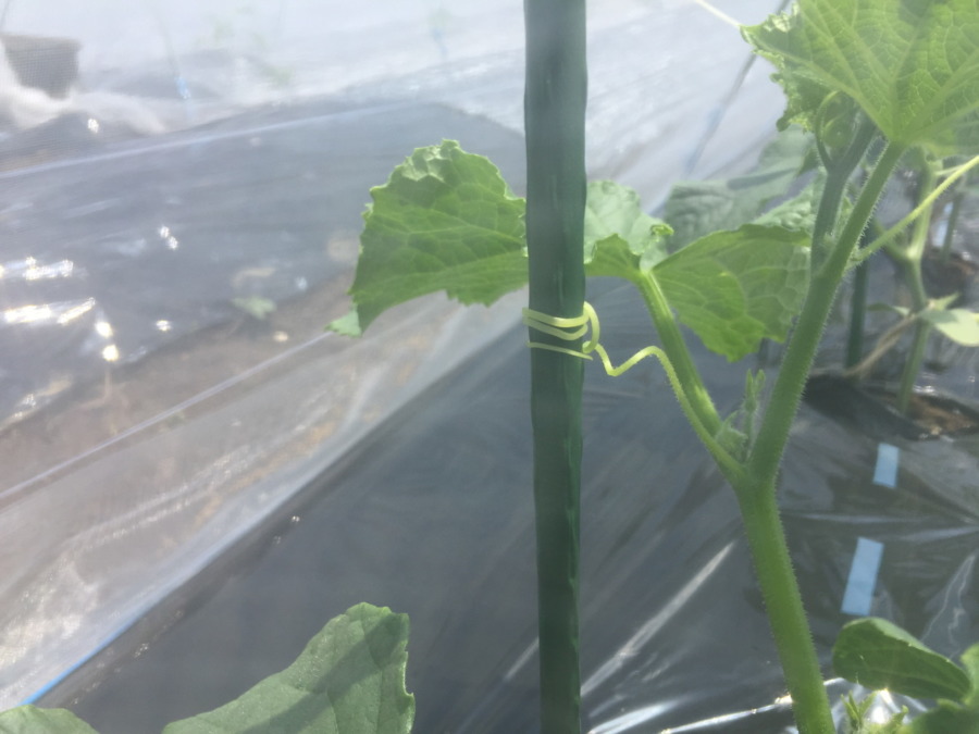 【タイムラプス】きゅうりです。がっしりと支柱をつかむのは、結構大変なのです。