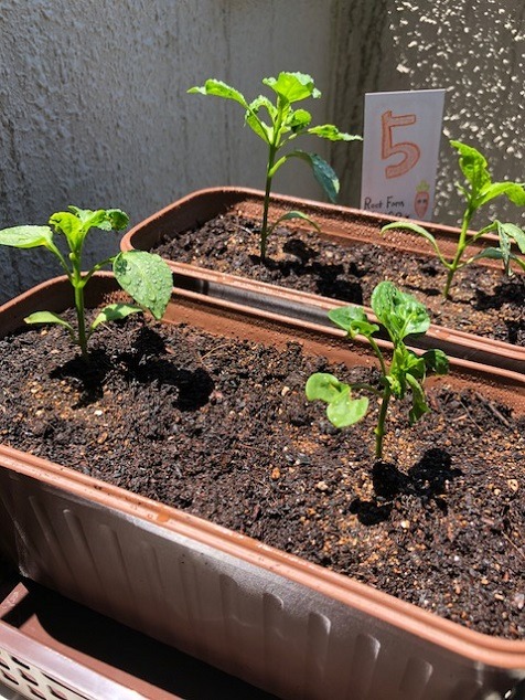 ビンゴ数字発表：5/26（No.38）