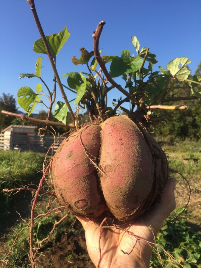 さつまいもです。これ、さつまいも？