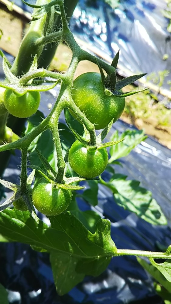 青いトマト