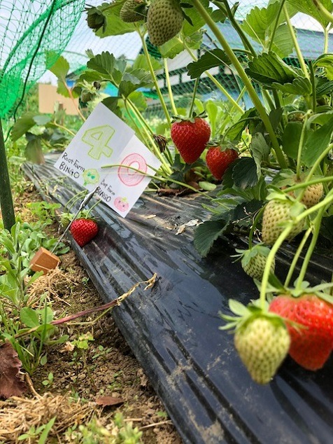 ビンゴ数字発表：5/14（No.26）