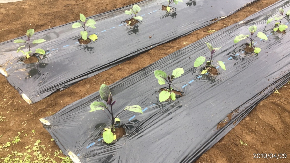 なすです。苗の定植第一号は、この私。