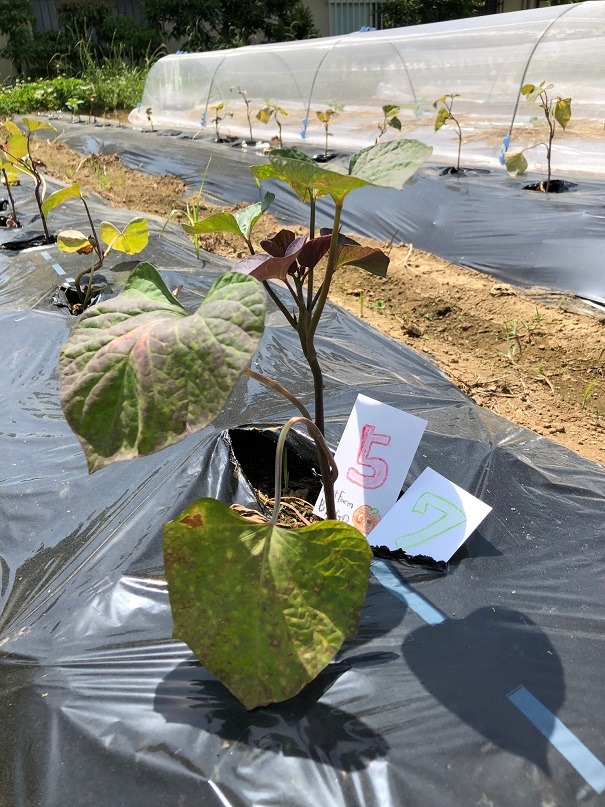 ビンゴ数字発表：5/30（No.42）