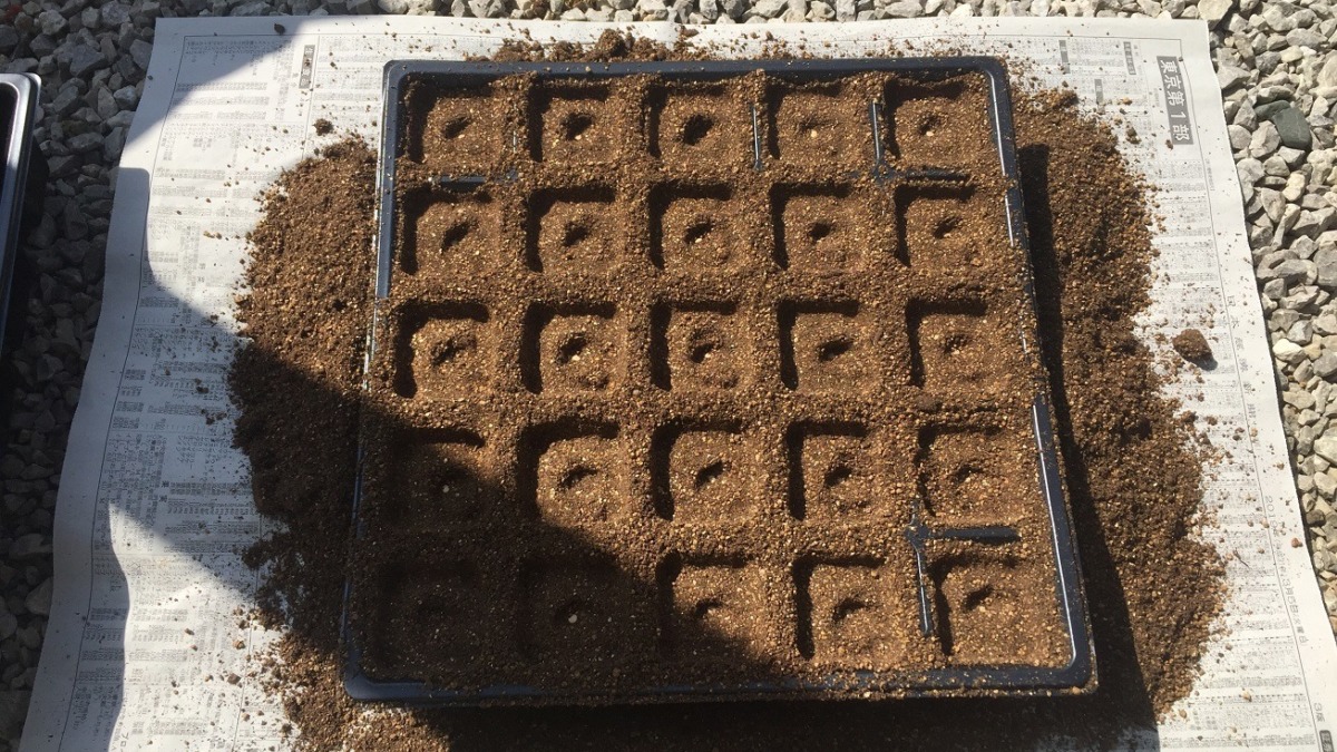 ピーマンです。種まき。