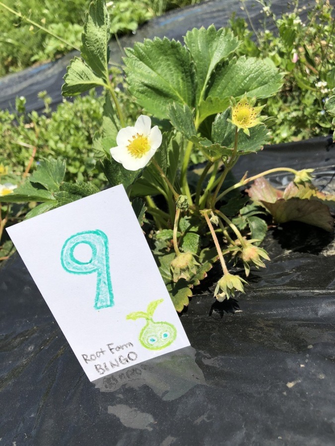 ビンゴ数字発表：5/10（No.22）