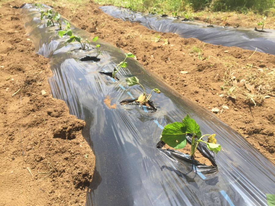 さつまいも（紅あずま）の植え付け、完。