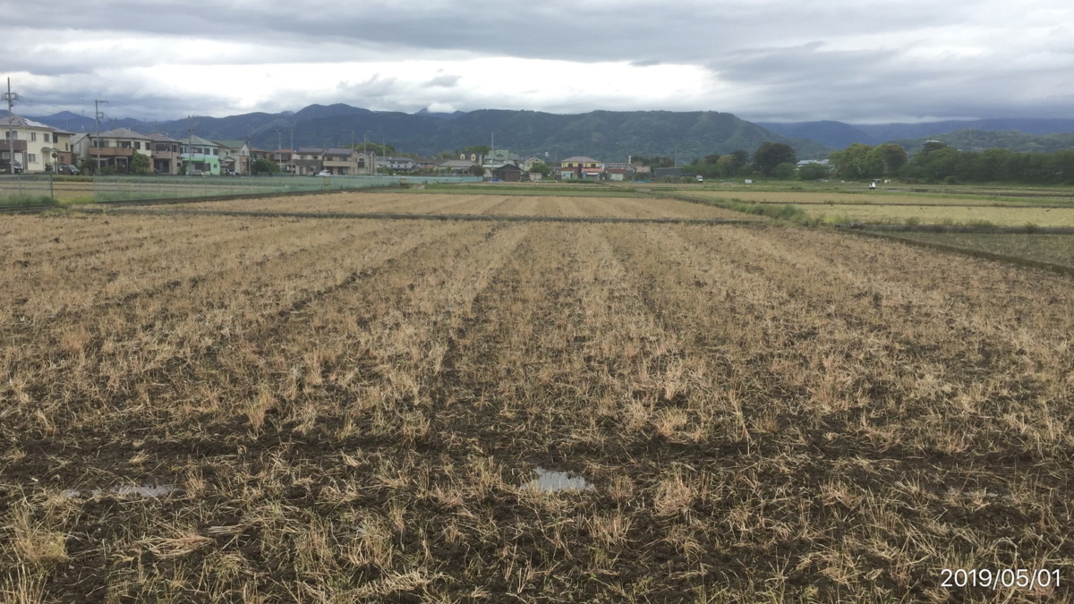 おこめです。今日の田んぼの様子。
