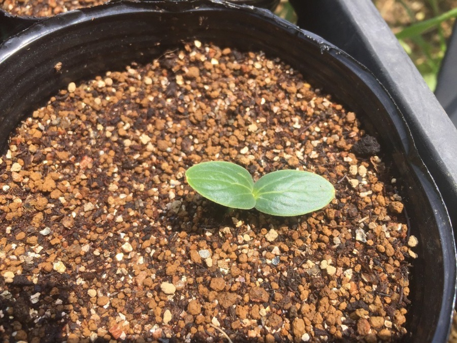 きゅうりです。無事、発芽。暖かくて気持ちいい。