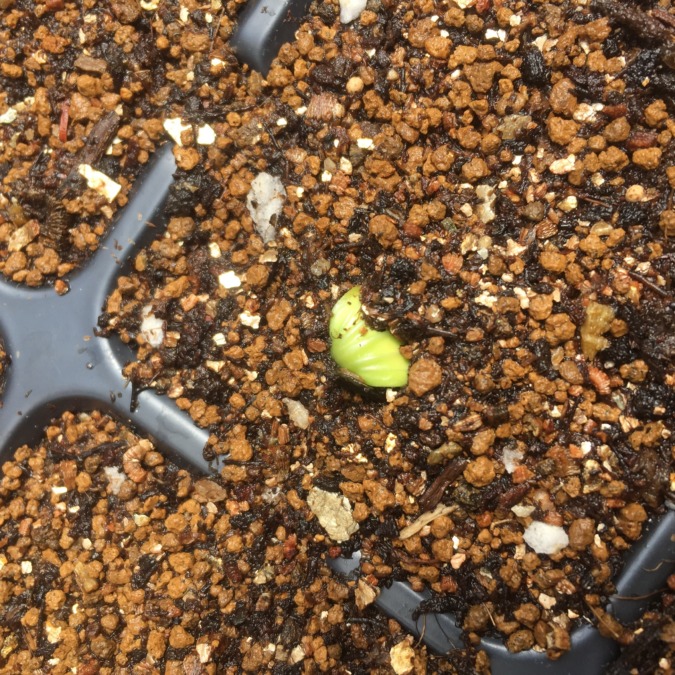 ズッキーニです。葉っぱの裏がチラリ。いよいよ。