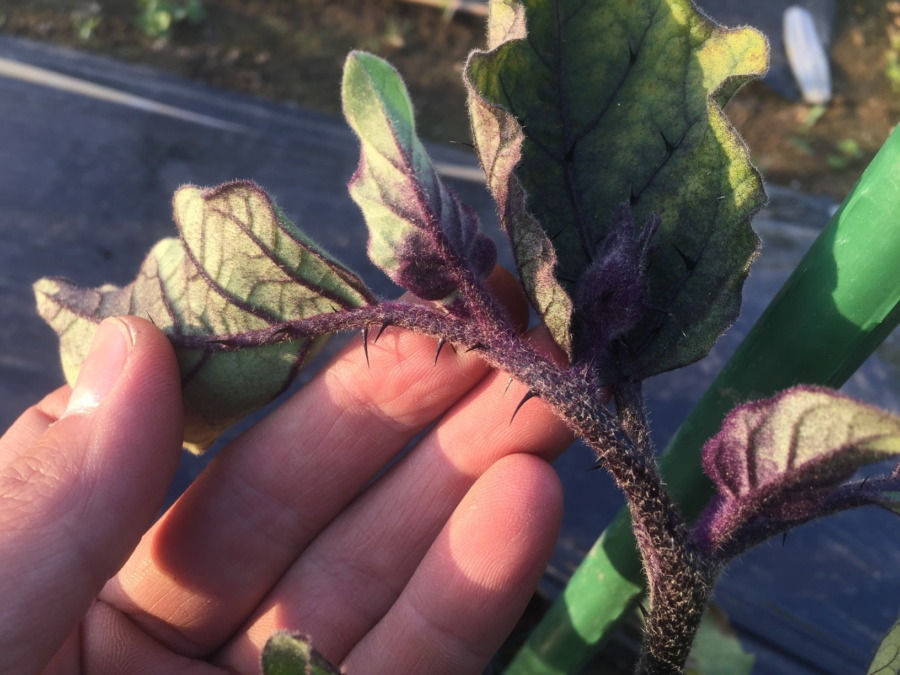 なすです。すごい棘、痛いよ。