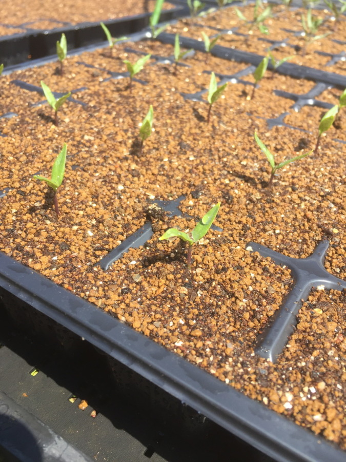 ピーマンです。真ん中から本葉が出てきました。