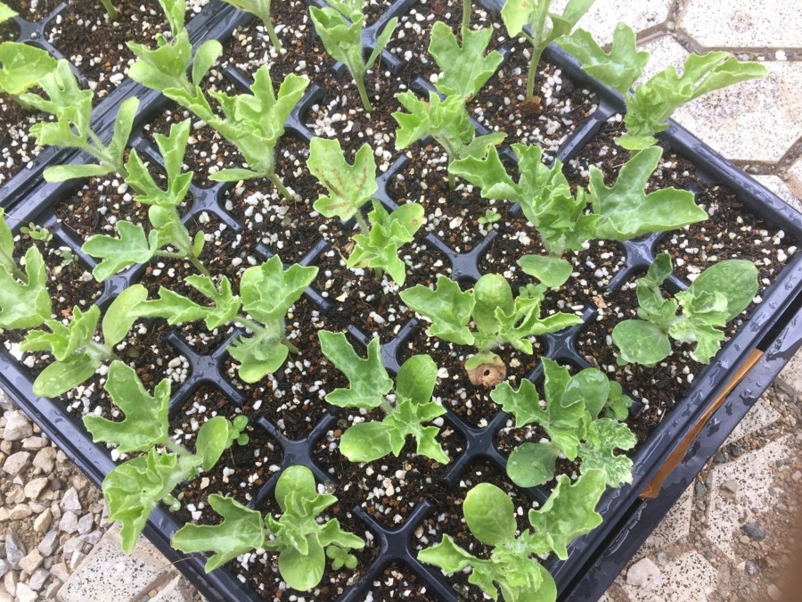 【フォト】狭くなってきたので、大きなポットにお引越し。