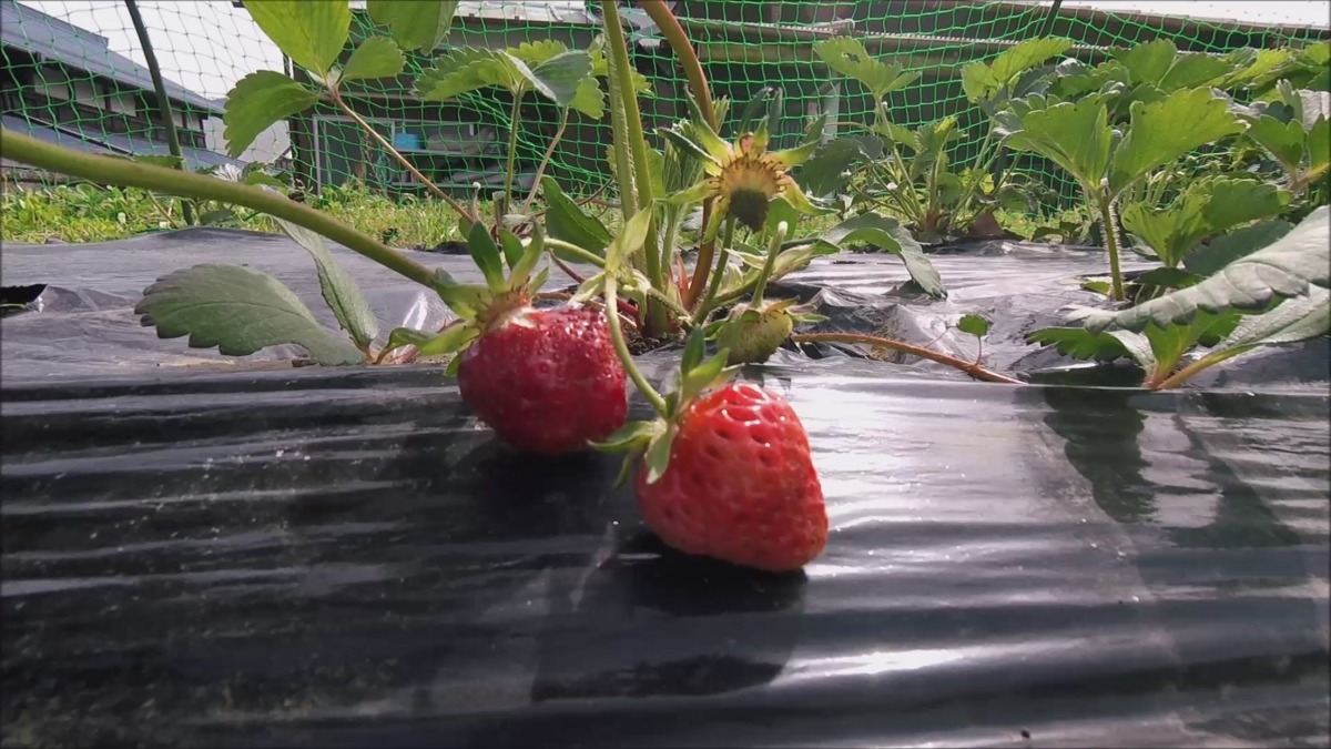 【タイムラプス】苺です。徐々に色づいていきます。