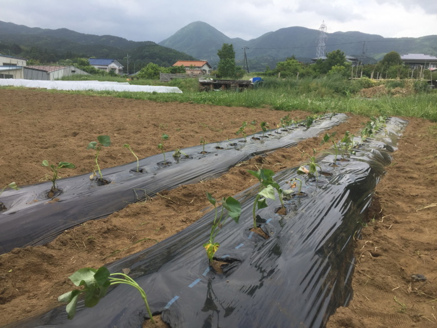 安納芋の植え付け、完。