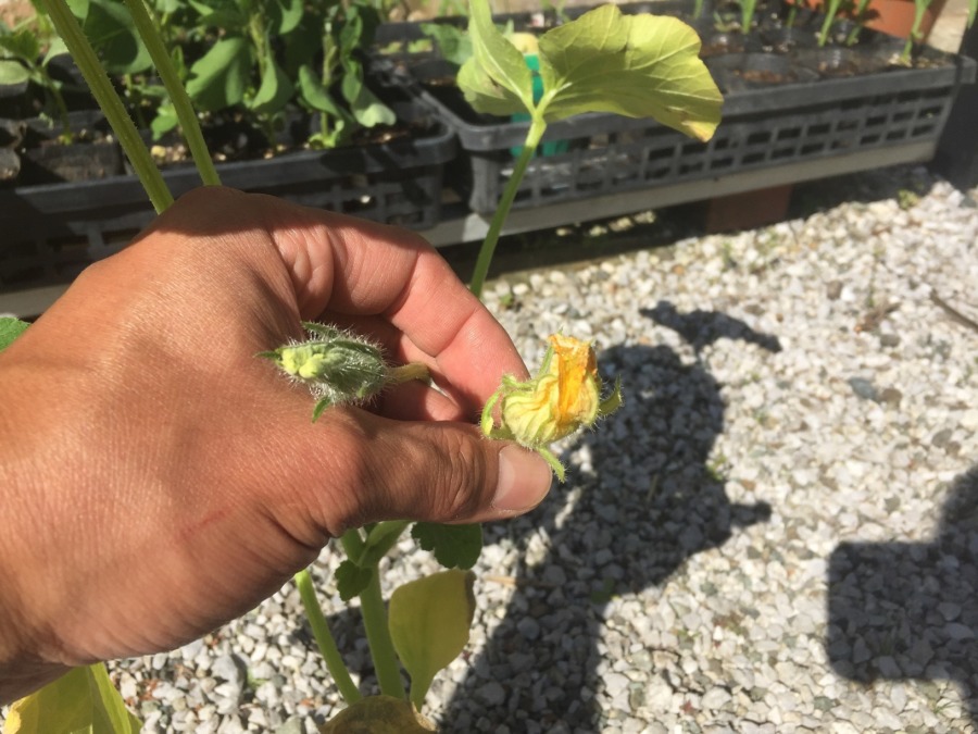 かぼちゃです。三浦から足柄へ、大きな苗がお引越し。