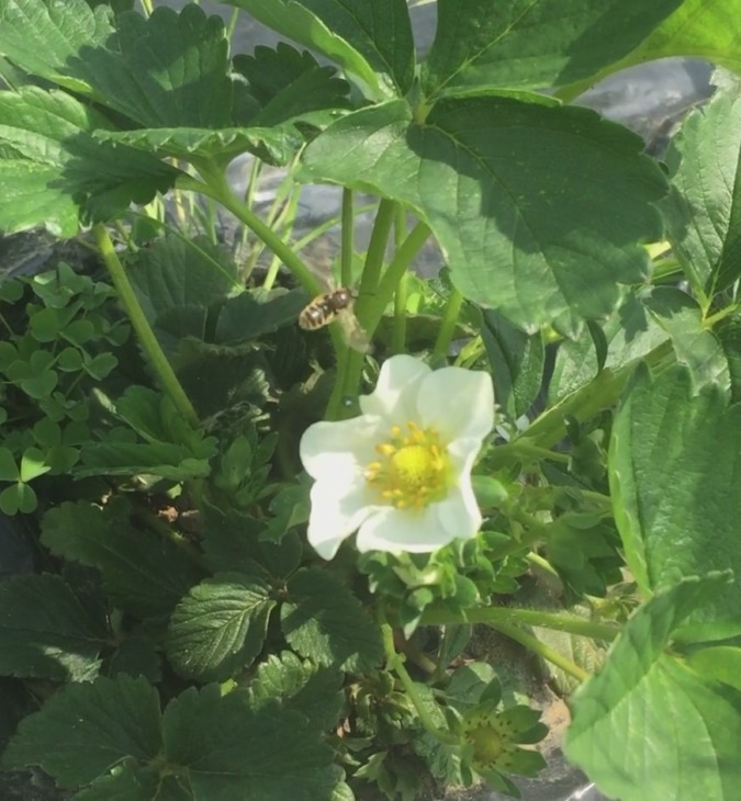 苺です。蜜蜂による受粉の様子。