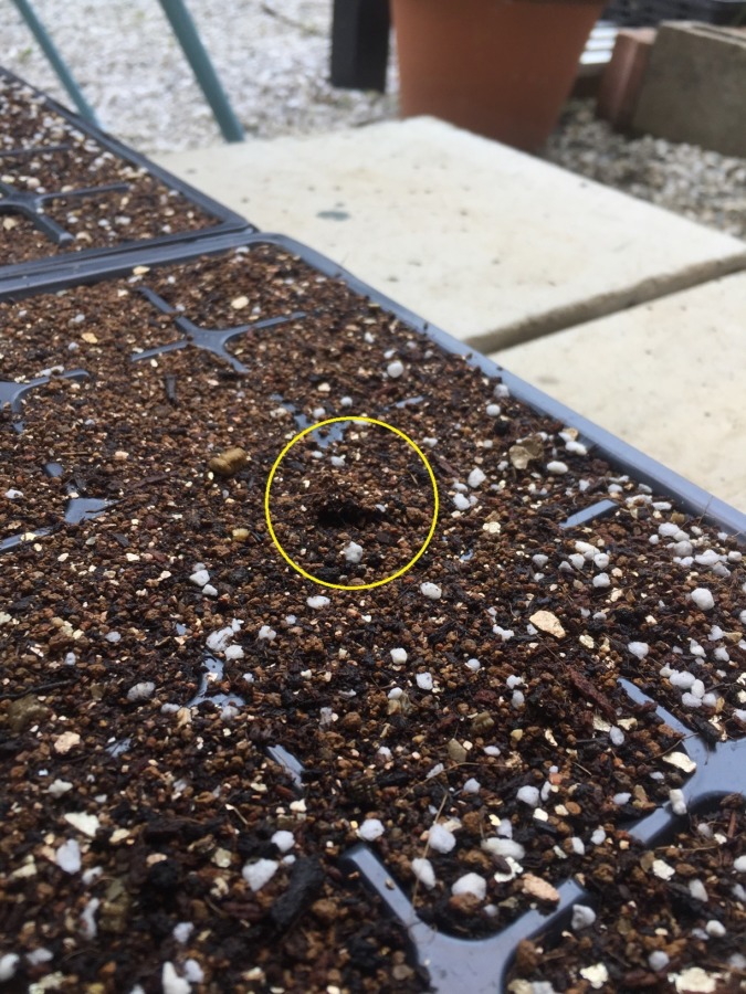 ズッキーニです。発芽の兆し。