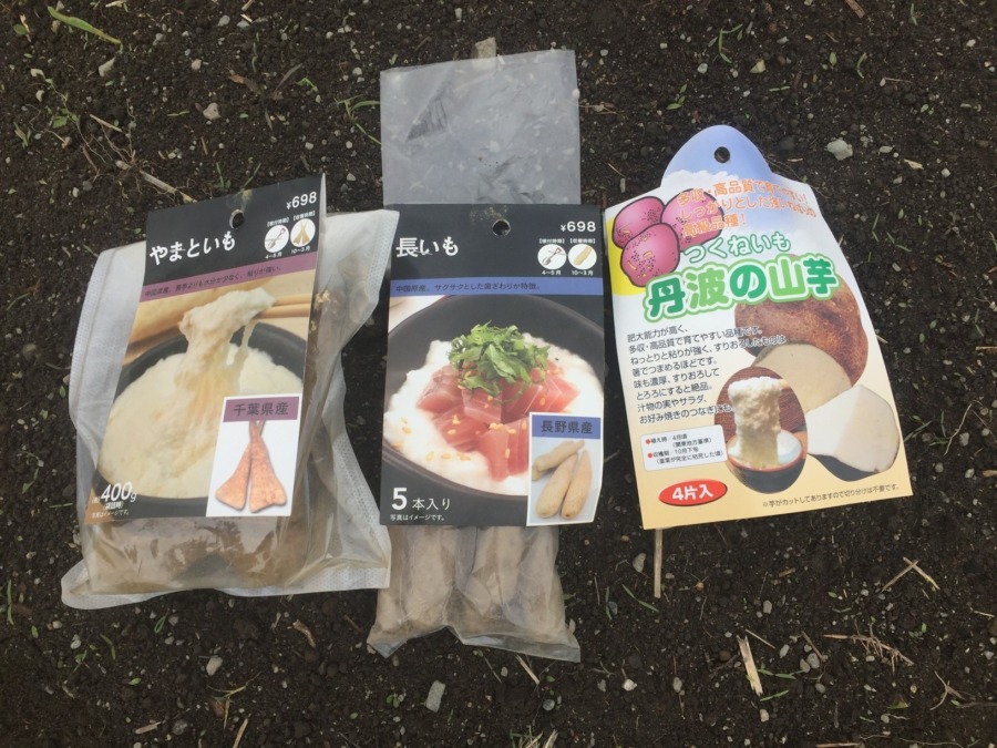 里芋です。ねっとり系のお芋三兄弟を植えます。