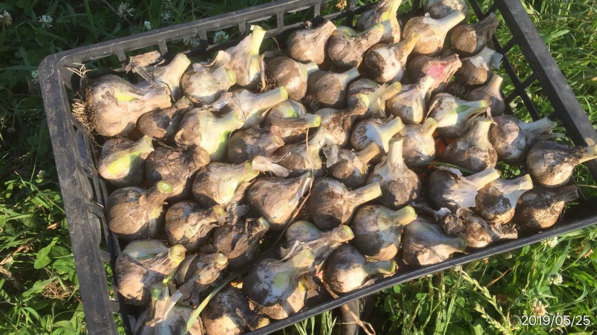 にんにくです。配送用に収穫。