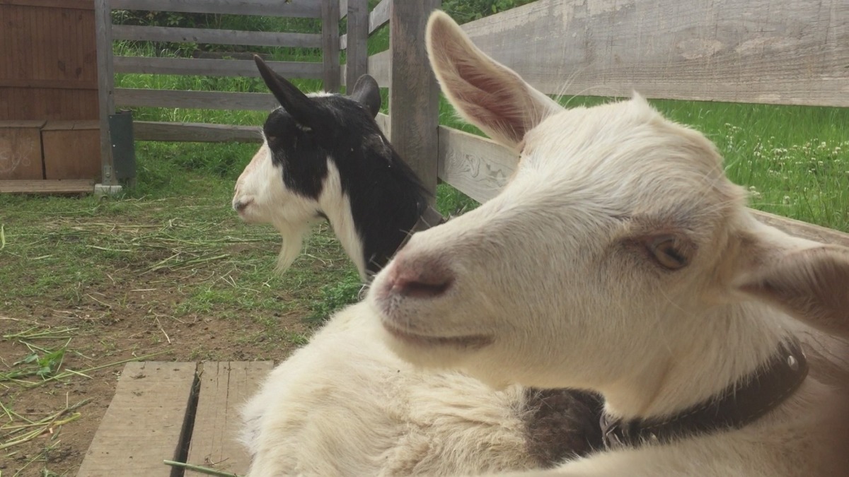 ルナ、おかあさんといっしょ。で、何か？