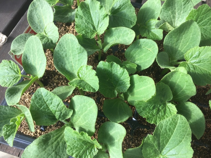 かぼちゃです。そろそろ、狭くなってきました。