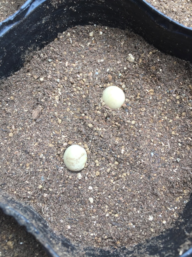 えだまめです。ポットに種まき。