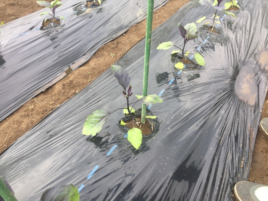 なすです。支柱を建ててもらいましたよ。