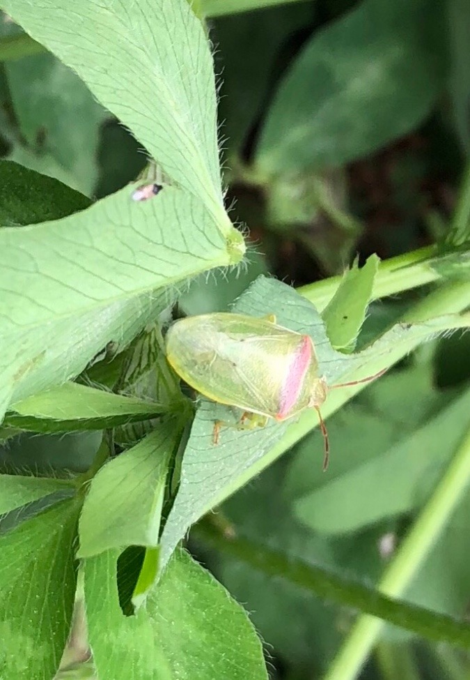 赤詰草の一文字亀虫