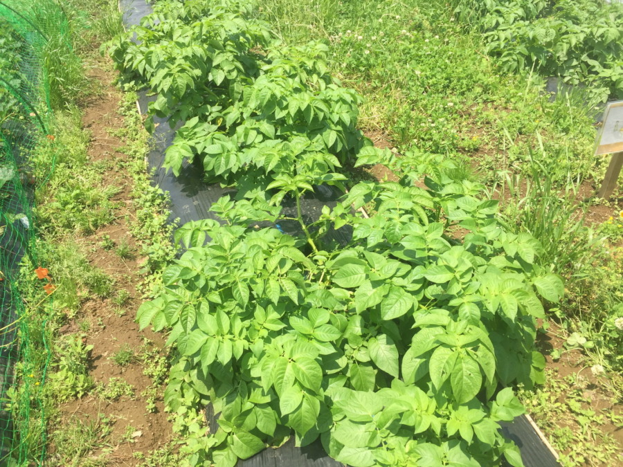 はたけの様子：2019/5/22