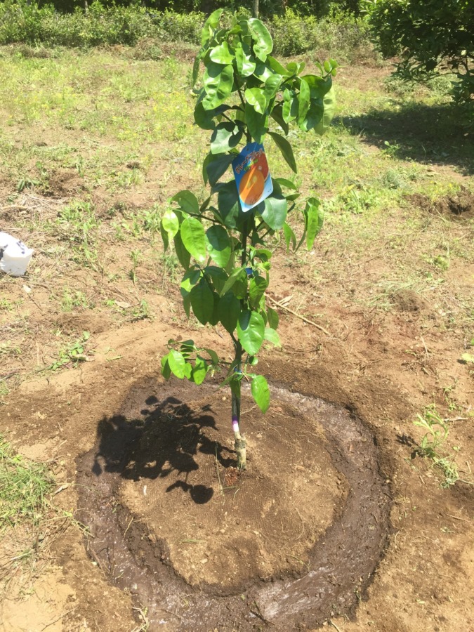 【はたけしごと】グレフルの苗です。定植。