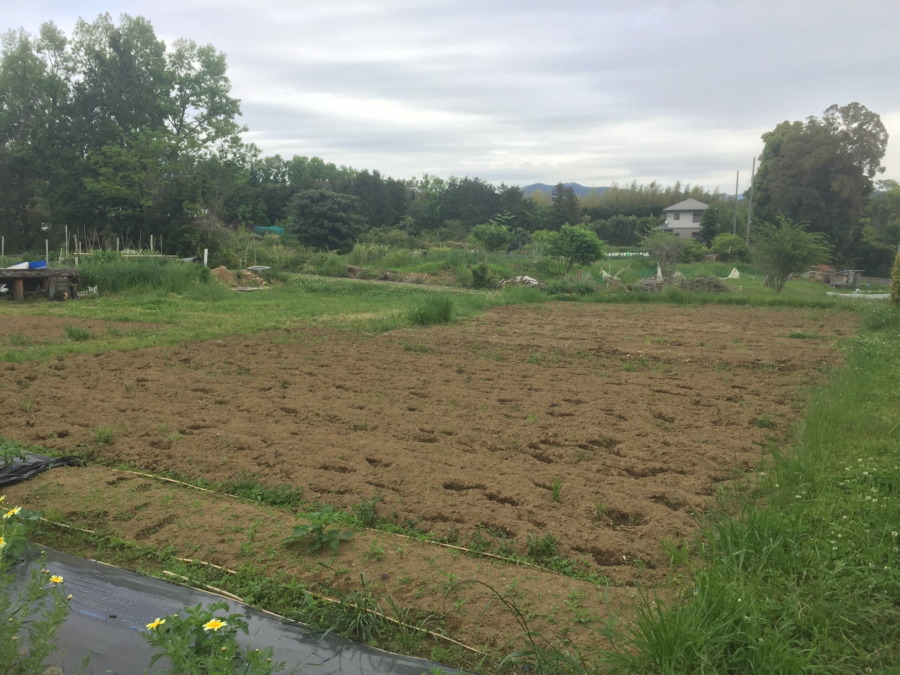 冬野菜たちに、お別れを。