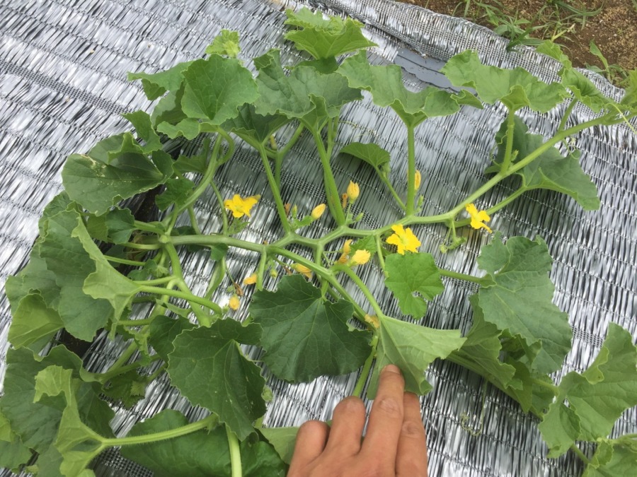 めろんです。わたしの蔓の構造は。