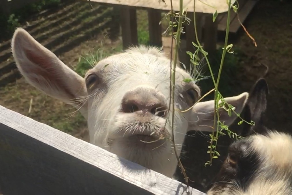 【スロー・貴重】ルナのお口の中だよ。（25秒あたりから。）