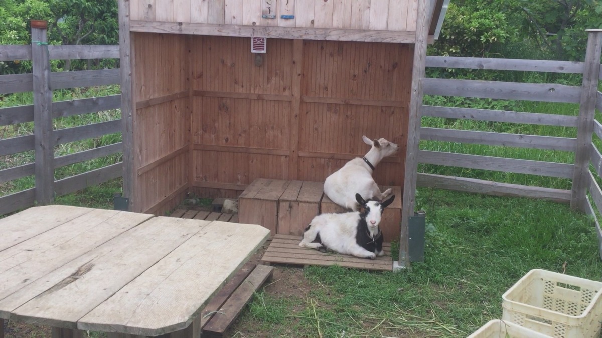 ルナです。なんか、ズリ落ちそうなんだけど。