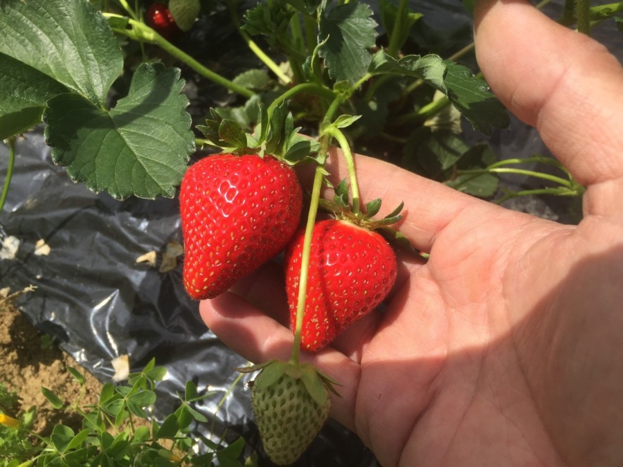 苺です。暖かくなり、次々と赤くなります。