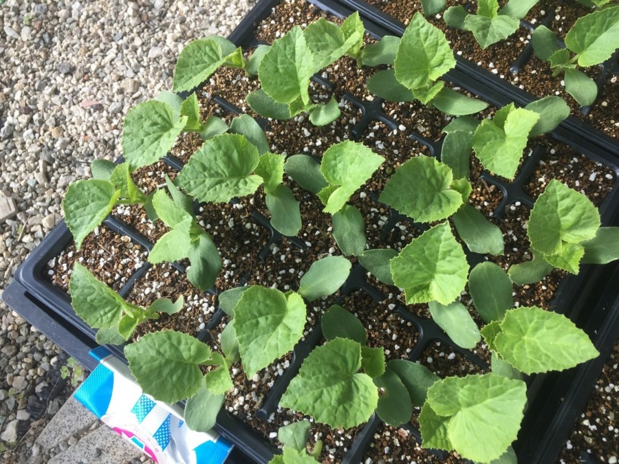 【フォト】メロンです。そろそろ、狭くなってきました。