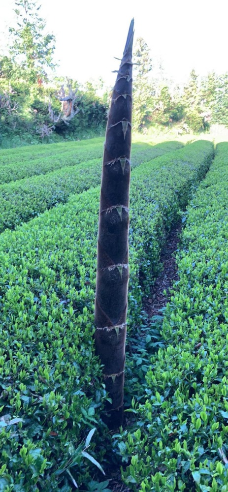 竹の子です。お茶畑の真ん中に。