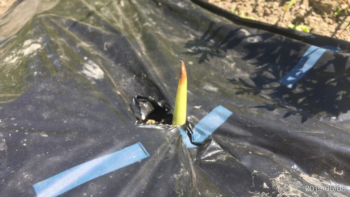 里芋です。実は、発芽も始まりました。ニョキっ。