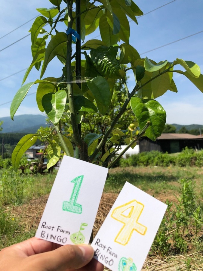 ビンゴ数字発表：5/28（No.40）