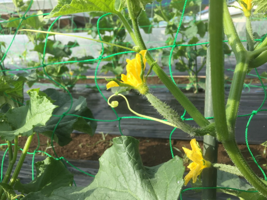 きゅうりです。いよいよ収穫までカウントダウン！