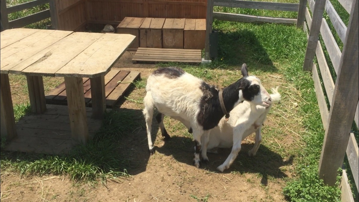 ルナです。まだ、おっぱい飲んでるよ。