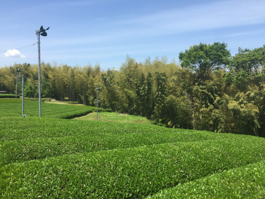 お茶です。今日は、まさにお茶摘み日和♪