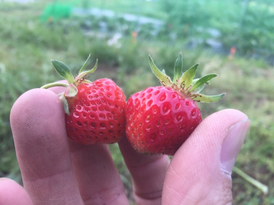 【祝：初収穫】苺です。真っ赤になりました。