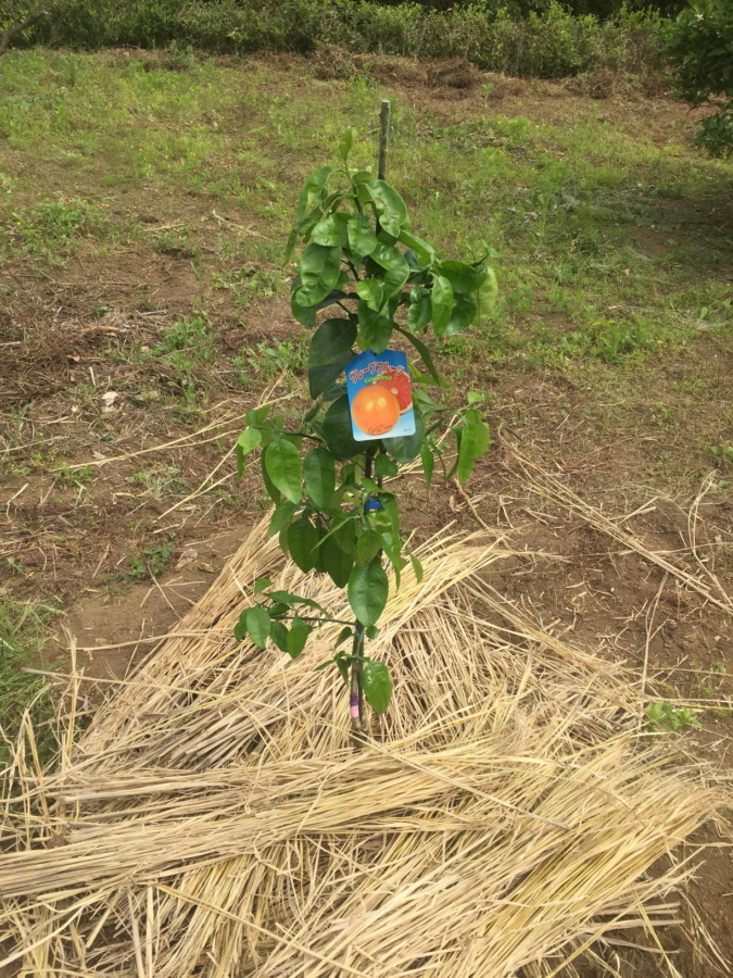 グレフルです。藁のお布団。