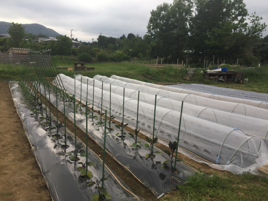 畑の今。共用スペースは、このようになっています。