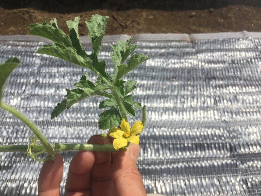 足柄すいかです。苗の植え付け、完。