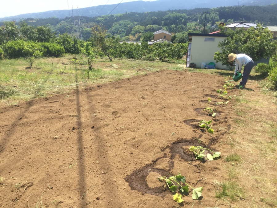 かぼちゃです。苗植え。